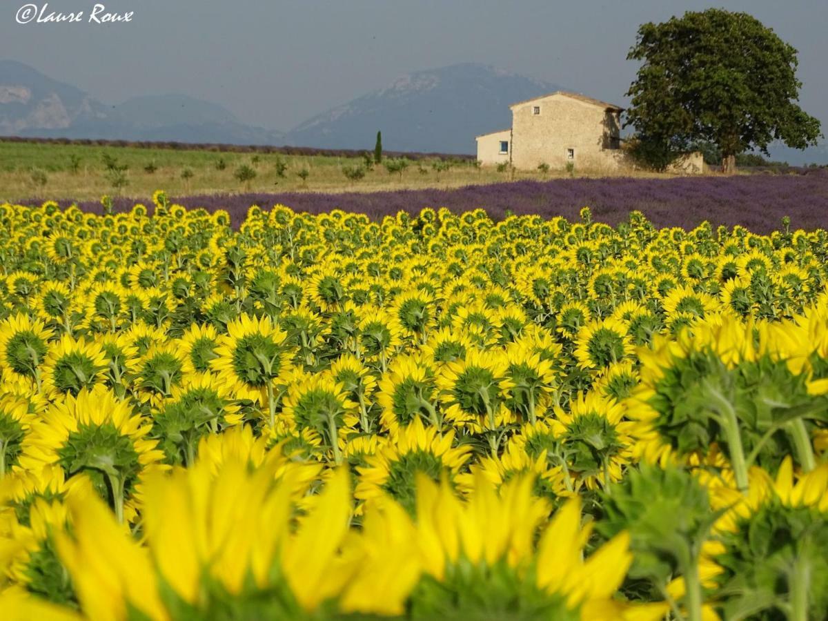 Les Secrets Du Mistral Bed and Breakfast Valensole Exteriör bild